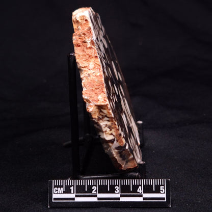 PEANUT WOOD PETRIFIED WOOD, Cretaceous, Australia ZPW026