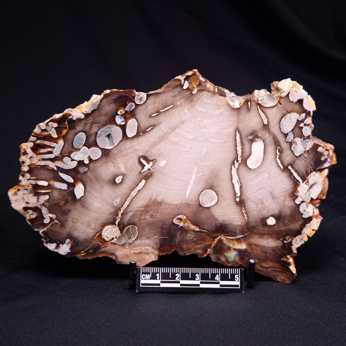 PEANUT WOOD PETRIFIED WOOD, Cretaceous, Australia ZPW028