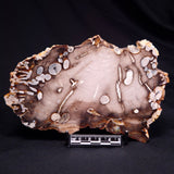 PEANUT WOOD PETRIFIED WOOD, Cretaceous, Australia ZPW028