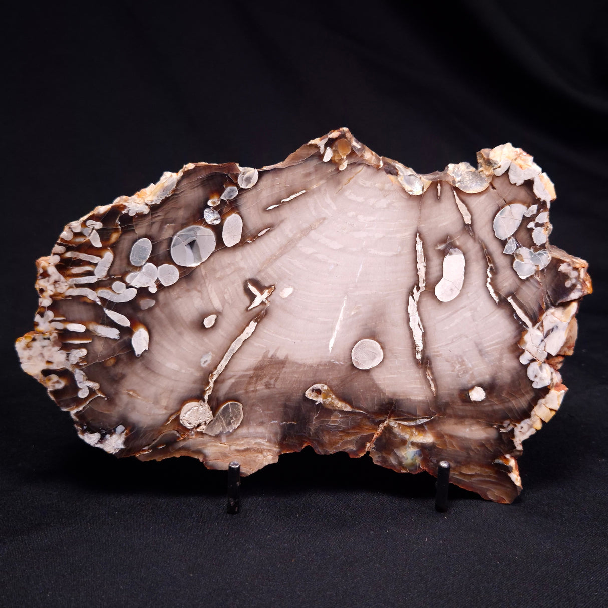 PEANUT WOOD PETRIFIED WOOD, Cretaceous, Australia ZPW028