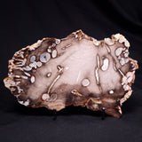 PEANUT WOOD PETRIFIED WOOD, Cretaceous, Australia ZPW028