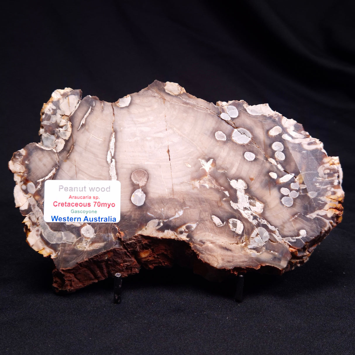 PEANUT WOOD PETRIFIED WOOD, Cretaceous, Australia ZPW028