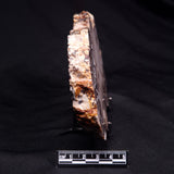 PEANUT WOOD PETRIFIED WOOD, Cretaceous, Australia ZPW028