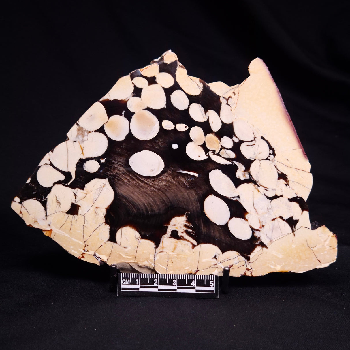 PEANUT WOOD PETRIFIED WOOD, Cretaceous, Australia ZPW029