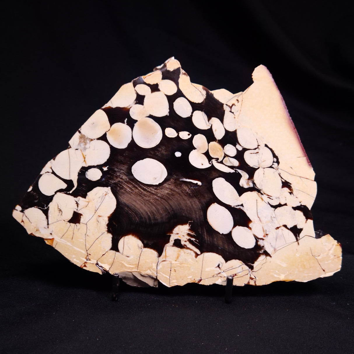 PEANUT WOOD PETRIFIED WOOD, Cretaceous, Australia ZPW029