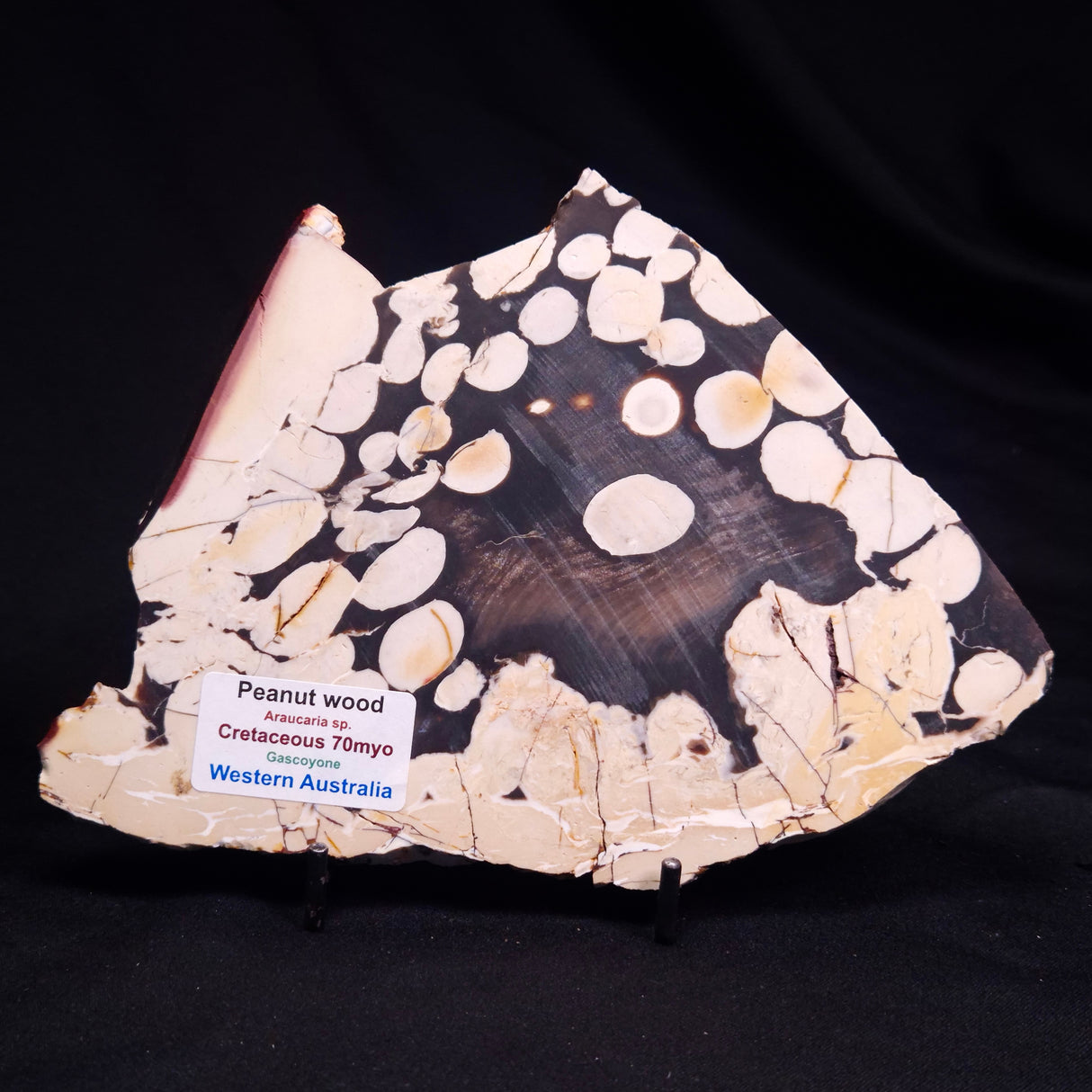 PEANUT WOOD PETRIFIED WOOD, Cretaceous, Australia ZPW029