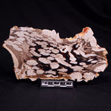 PEANUT WOOD PETRIFIED WOOD, Cretaceous, Australia ZPW030