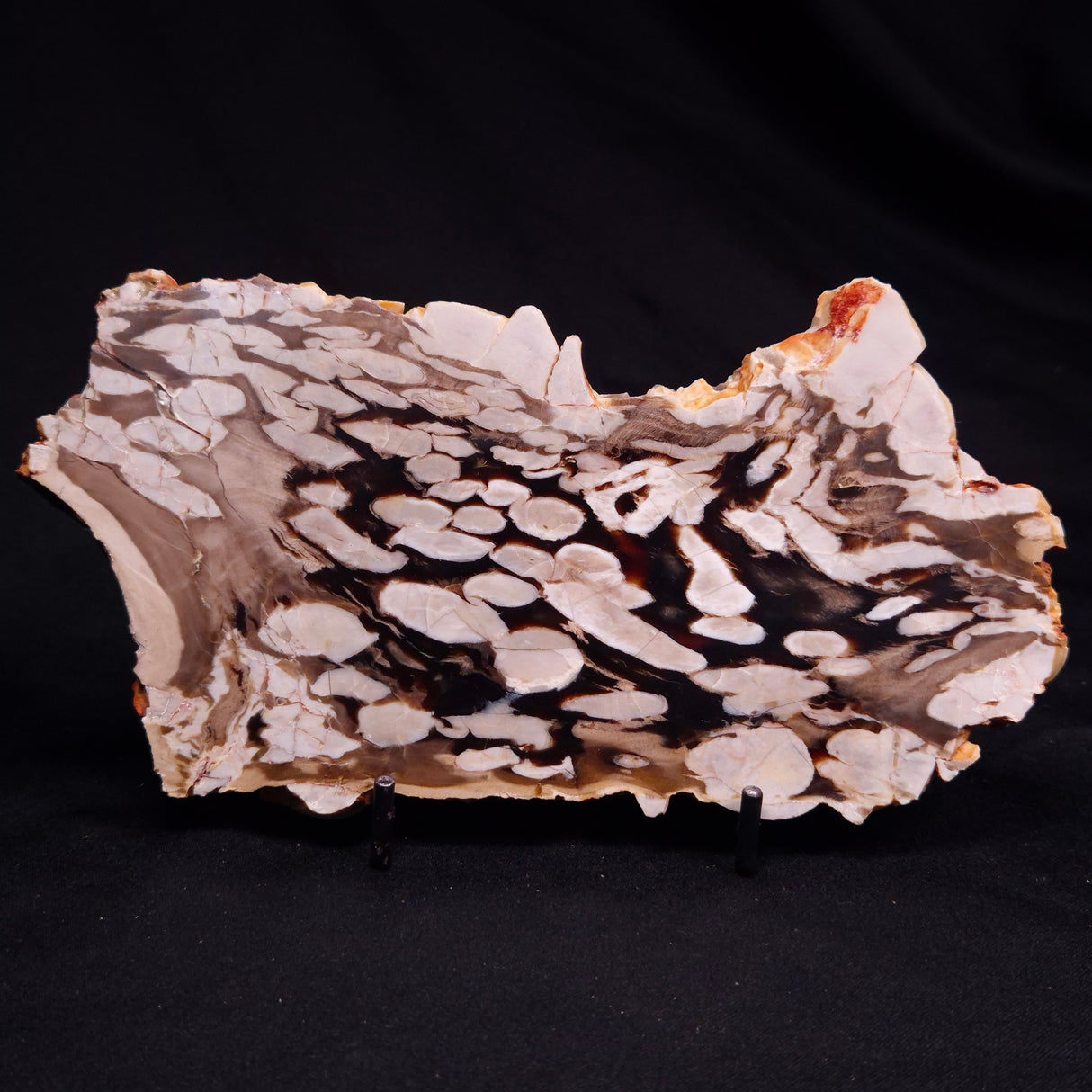 PEANUT WOOD PETRIFIED WOOD, Cretaceous, Australia ZPW030