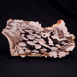 PEANUT WOOD PETRIFIED WOOD, Cretaceous, Australia ZPW030