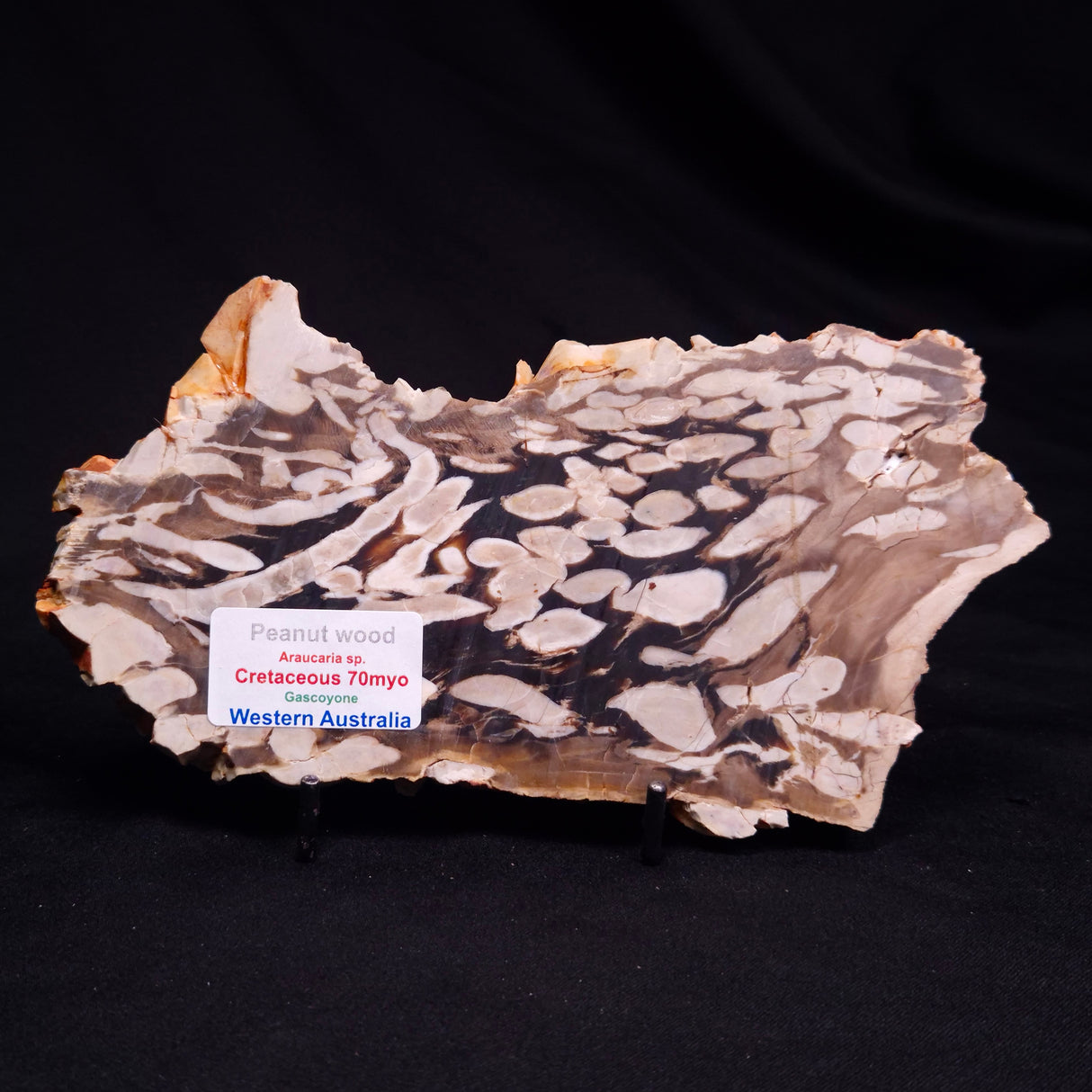 PEANUT WOOD PETRIFIED WOOD, Cretaceous, Australia ZPW030