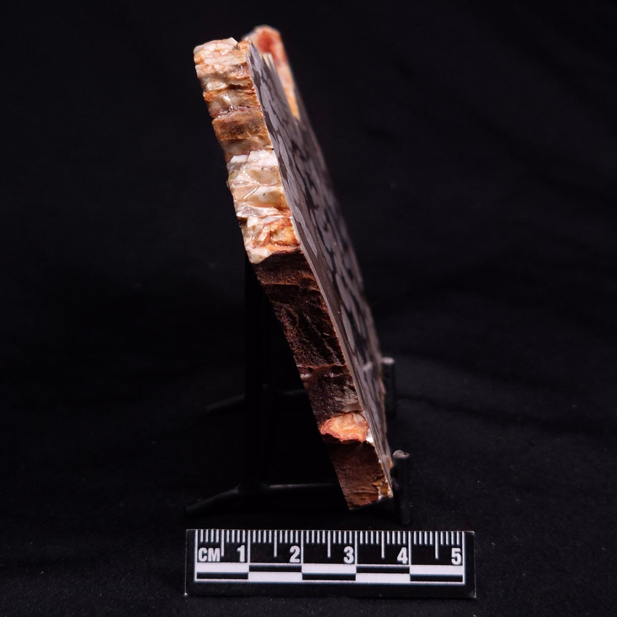 PEANUT WOOD PETRIFIED WOOD, Cretaceous, Australia ZPW030