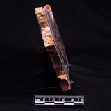PEANUT WOOD PETRIFIED WOOD, Cretaceous, Australia ZPW030