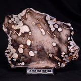 PEANUT WOOD PETRIFIED WOOD, Cretaceous, Australia ZPW031