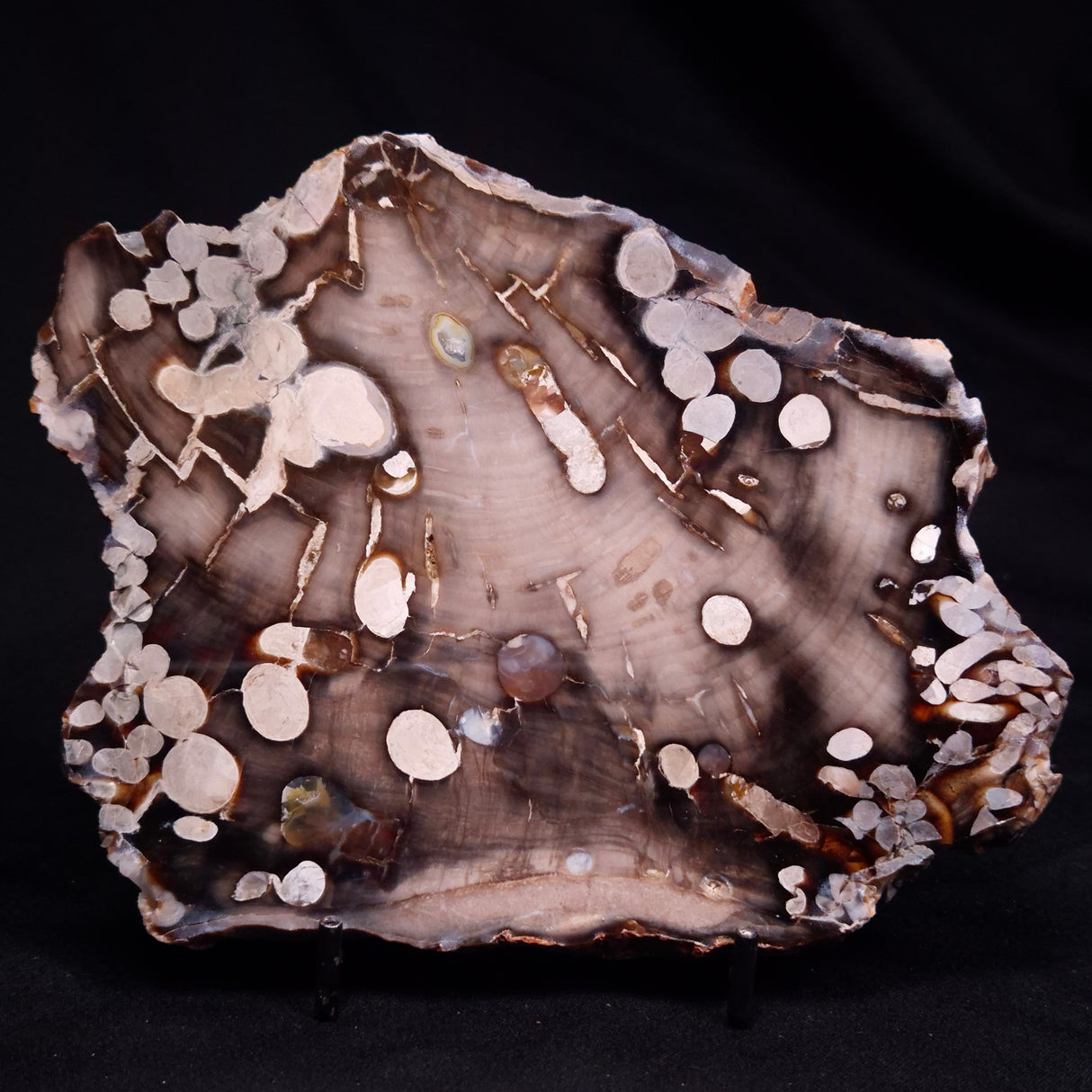 PEANUT WOOD PETRIFIED WOOD, Cretaceous, Australia ZPW031