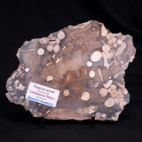 PEANUT WOOD PETRIFIED WOOD, Cretaceous, Australia ZPW031