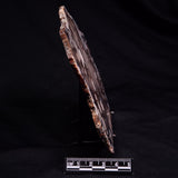 PEANUT WOOD PETRIFIED WOOD, Cretaceous, Australia ZPW031