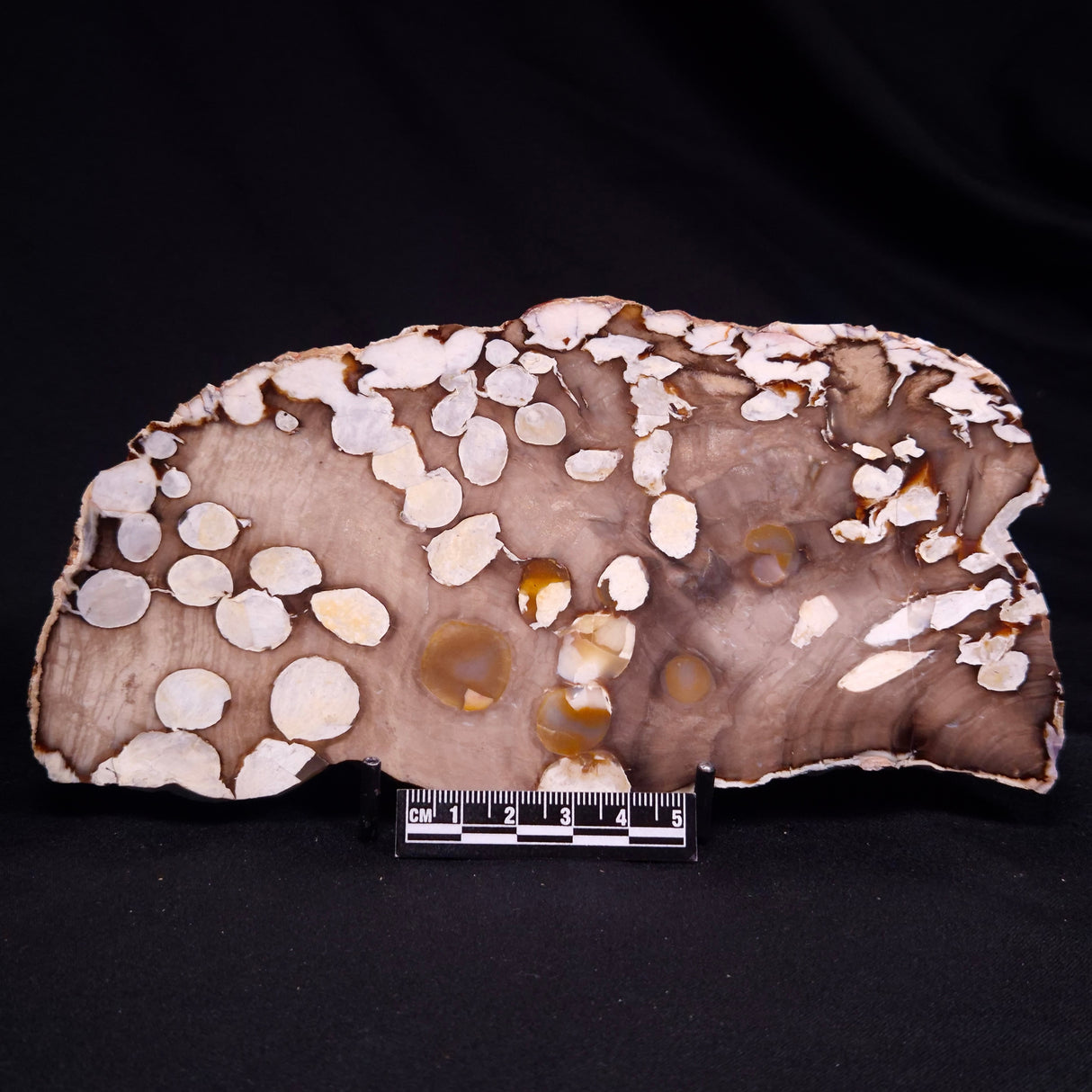 PEANUT WOOD PETRIFIED WOOD, Cretaceous, Australia ZPW032