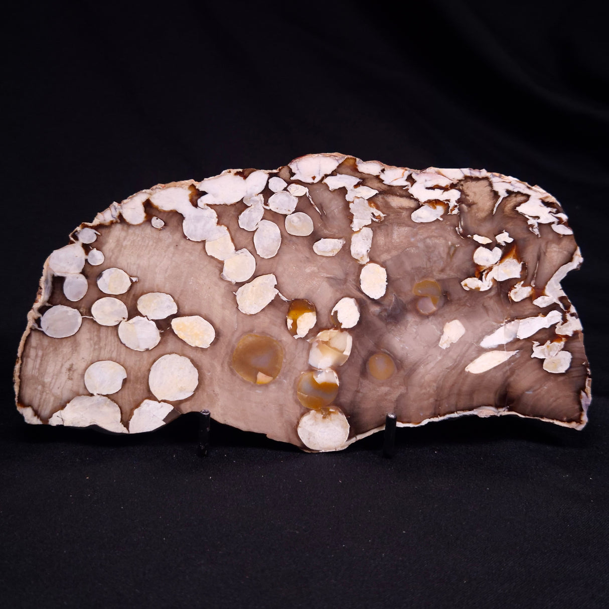 PEANUT WOOD PETRIFIED WOOD, Cretaceous, Australia ZPW032