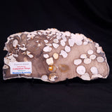 PEANUT WOOD PETRIFIED WOOD, Cretaceous, Australia ZPW032