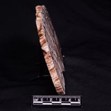 PEANUT WOOD PETRIFIED WOOD, Cretaceous, Australia ZPW032