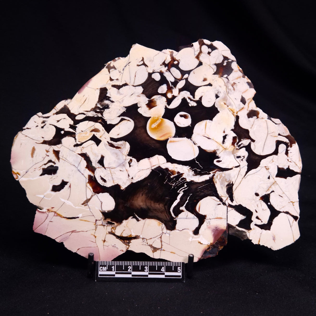 PEANUT WOOD PETRIFIED WOOD, Cretaceous, Australia ZPW034