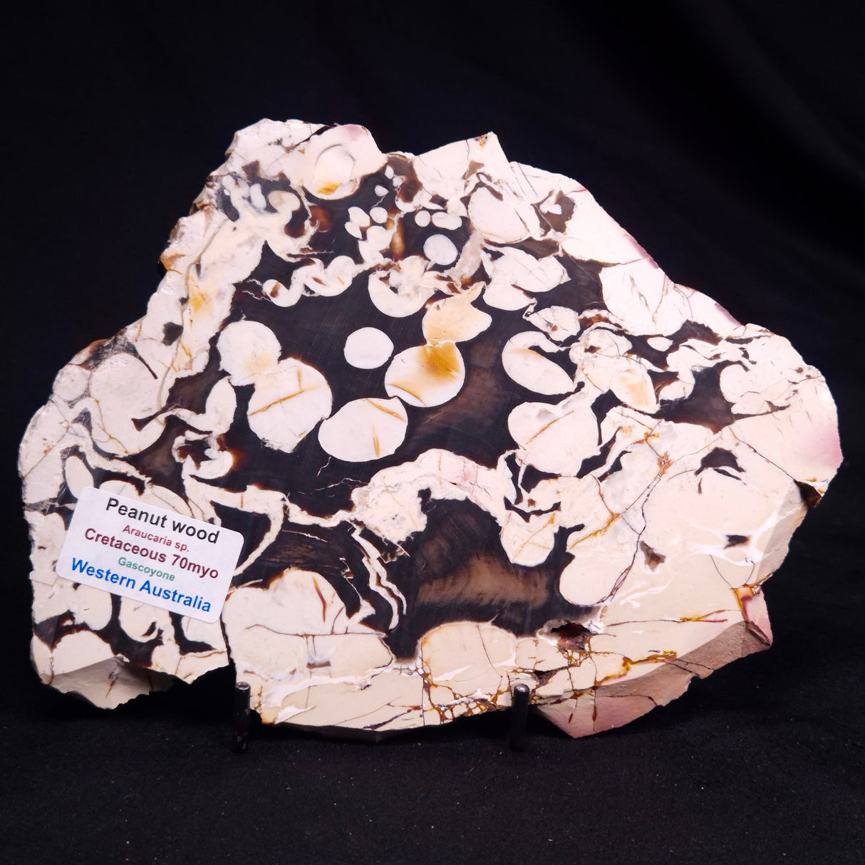 PEANUT WOOD PETRIFIED WOOD, Cretaceous, Australia ZPW034