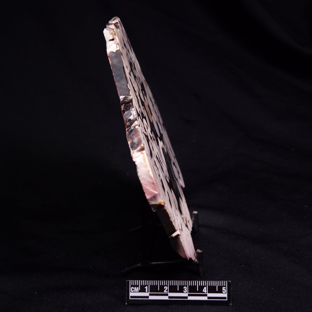 PEANUT WOOD PETRIFIED WOOD, Cretaceous, Australia ZPW034