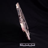 PEANUT WOOD PETRIFIED WOOD, Cretaceous, Australia ZPW034