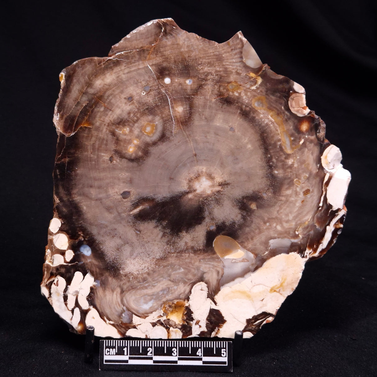 PEANUT WOOD PETRIFIED WOOD, Cretaceous, Australia ZPW036