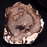PEANUT WOOD PETRIFIED WOOD, Cretaceous, Australia ZPW036