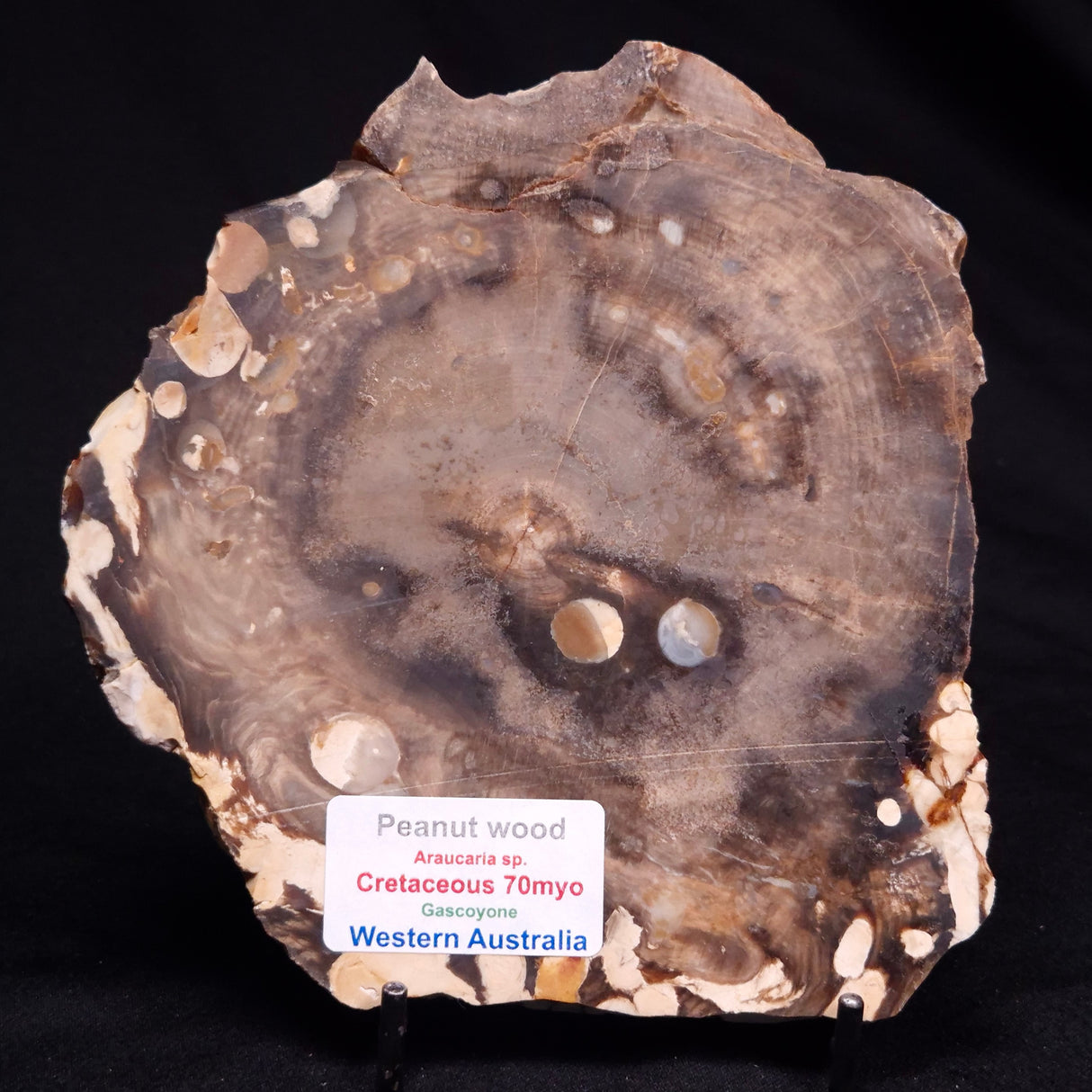 PEANUT WOOD PETRIFIED WOOD, Cretaceous, Australia ZPW036
