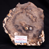 PEANUT WOOD PETRIFIED WOOD, Cretaceous, Australia ZPW036