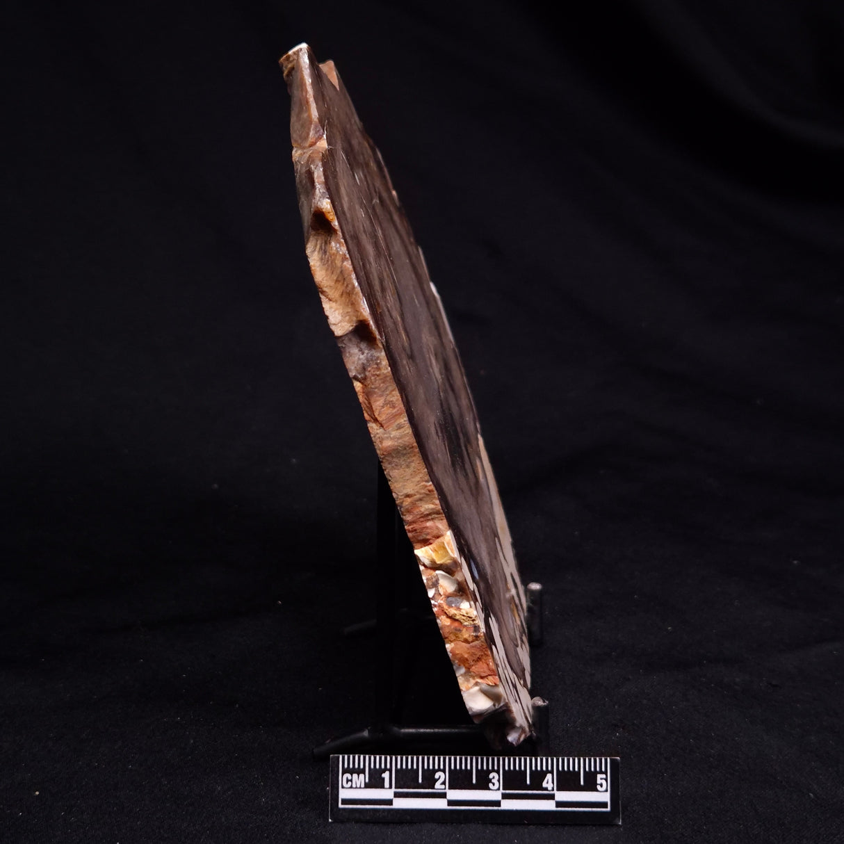 PEANUT WOOD PETRIFIED WOOD, Cretaceous, Australia ZPW036