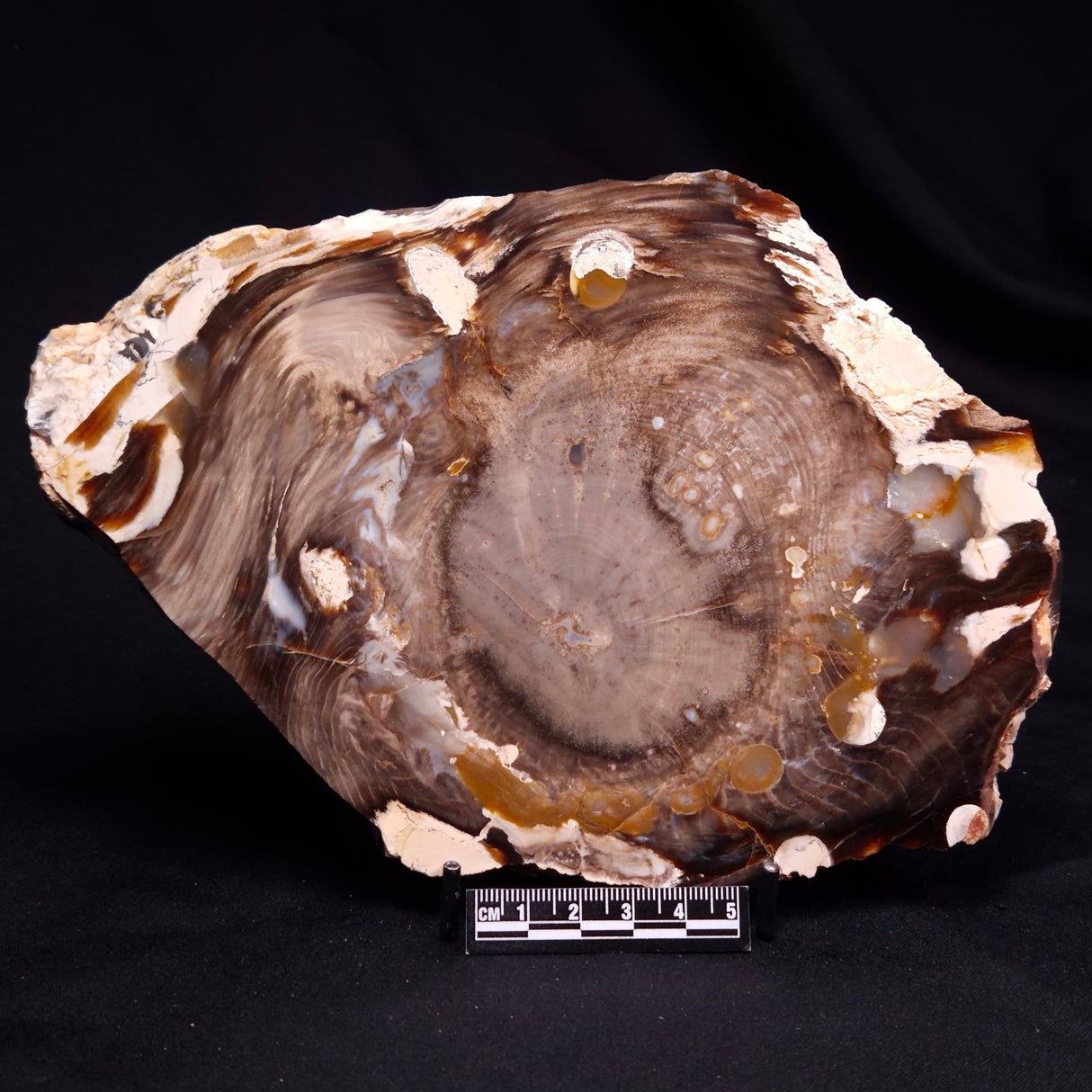PEANUT WOOD PETRIFIED WOOD, Cretaceous, Australia ZPW037