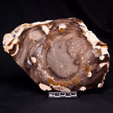 PEANUT WOOD PETRIFIED WOOD, Cretaceous, Australia ZPW037