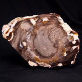 PEANUT WOOD PETRIFIED WOOD, Cretaceous, Australia ZPW037