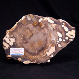 PEANUT WOOD PETRIFIED WOOD, Cretaceous, Australia ZPW037