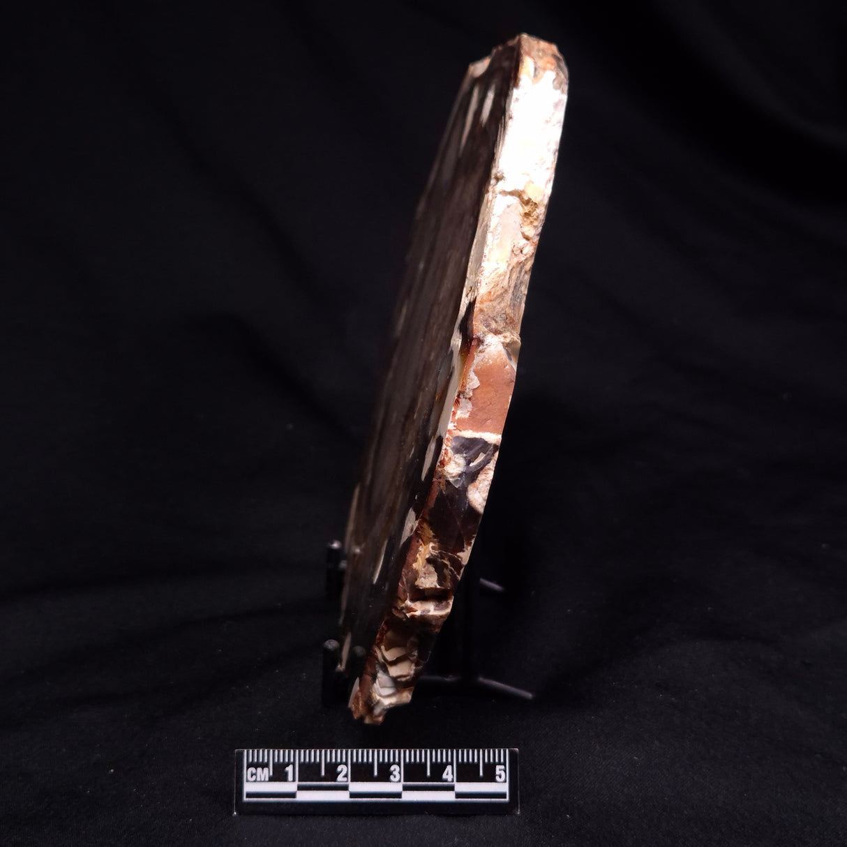 PEANUT WOOD PETRIFIED WOOD, Cretaceous, Australia ZPW037