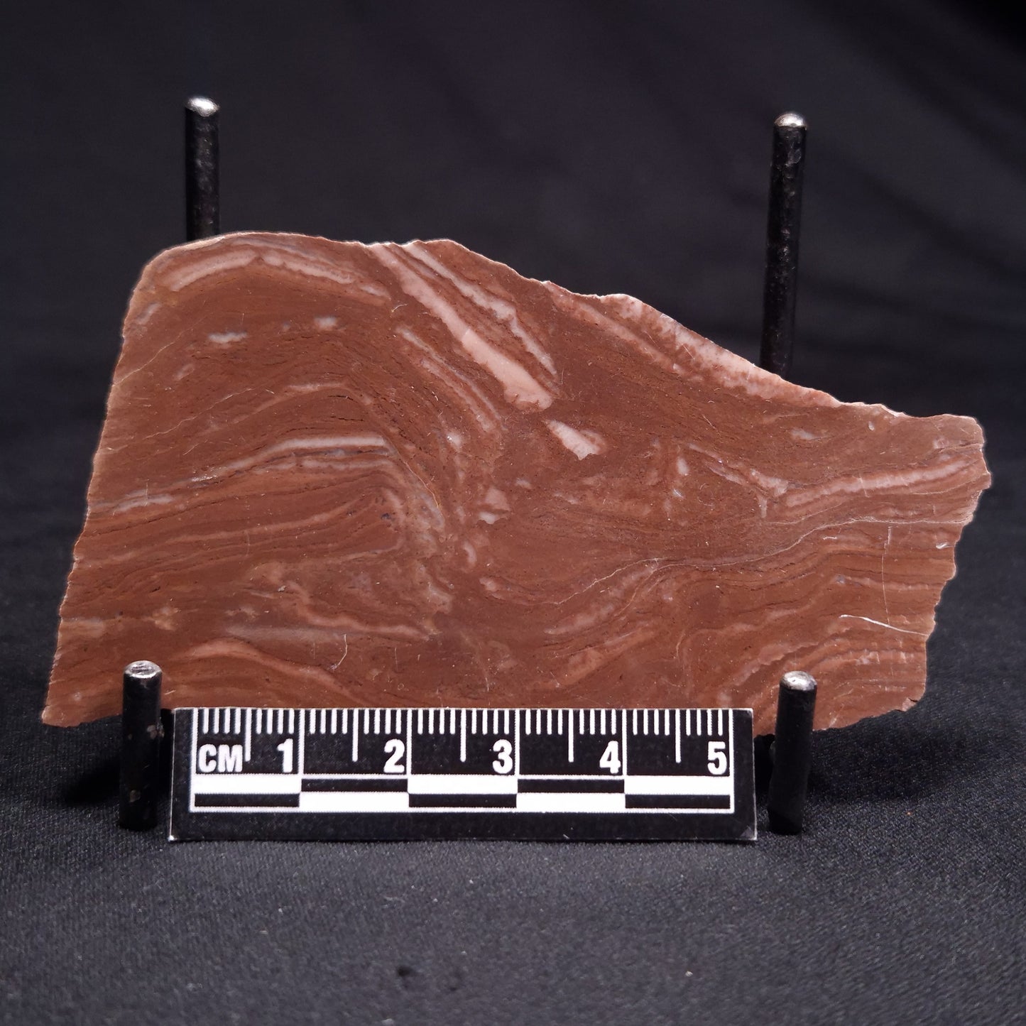 KUSSOIDELLA CF. LIMATA, Paleoproterozoic, Canada ZKL001