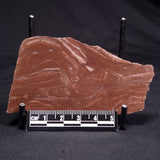 KUSSOIDELLA CF. LIMATA, Paleoproterozoic, Canada ZKL001
