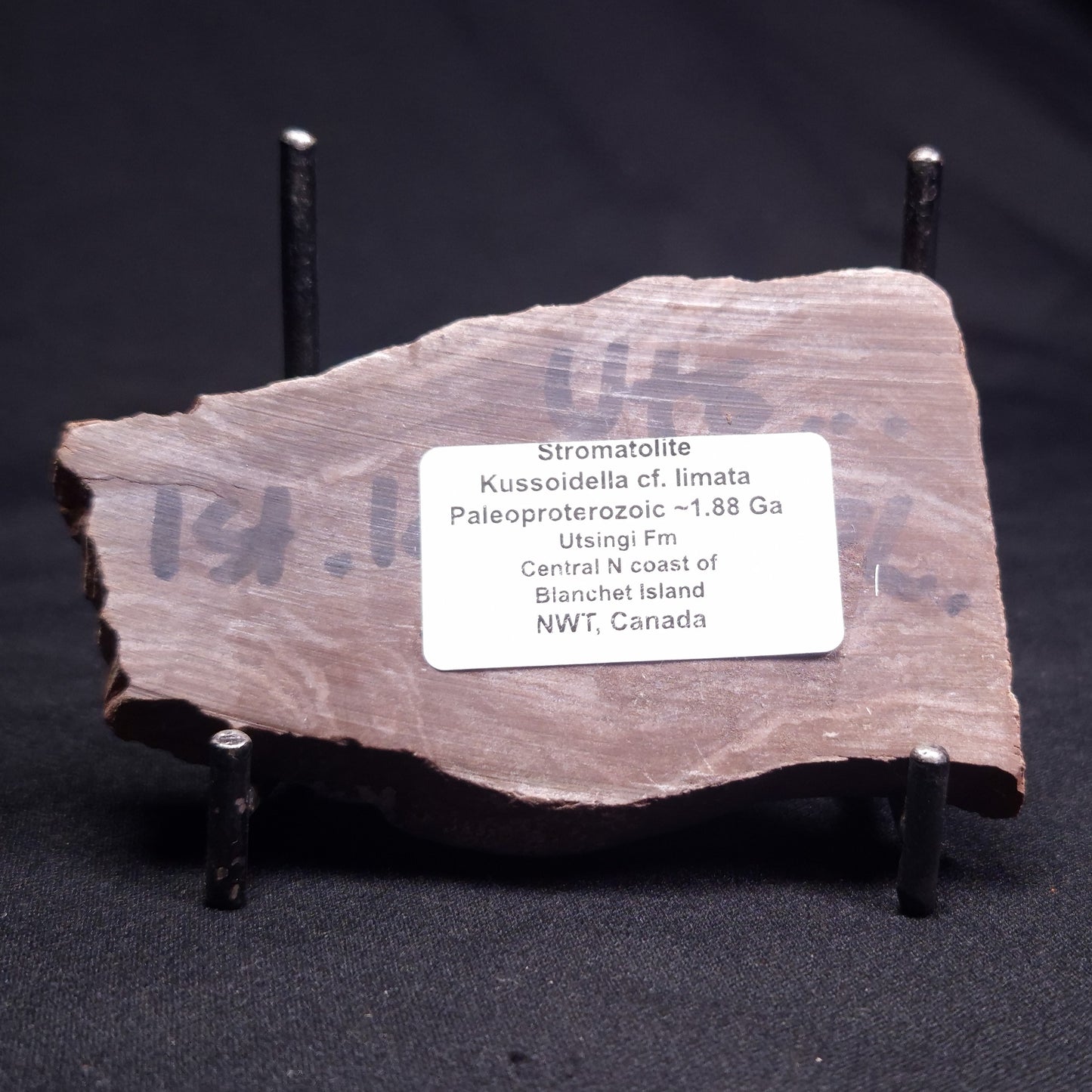 KUSSOIDELLA CF. LIMATA, Paleoproterozoic, Canada ZKL001