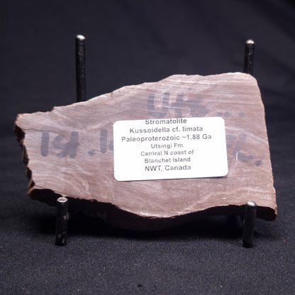 KUSSOIDELLA CF. LIMATA, Paleoproterozoic, Canada ZKL001