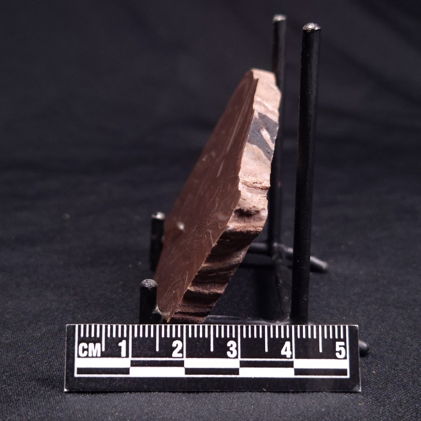 KUSSOIDELLA CF. LIMATA, Paleoproterozoic, Canada ZKL001