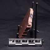 KUSSOIDELLA CF. LIMATA, Paleoproterozoic, Canada ZKL001