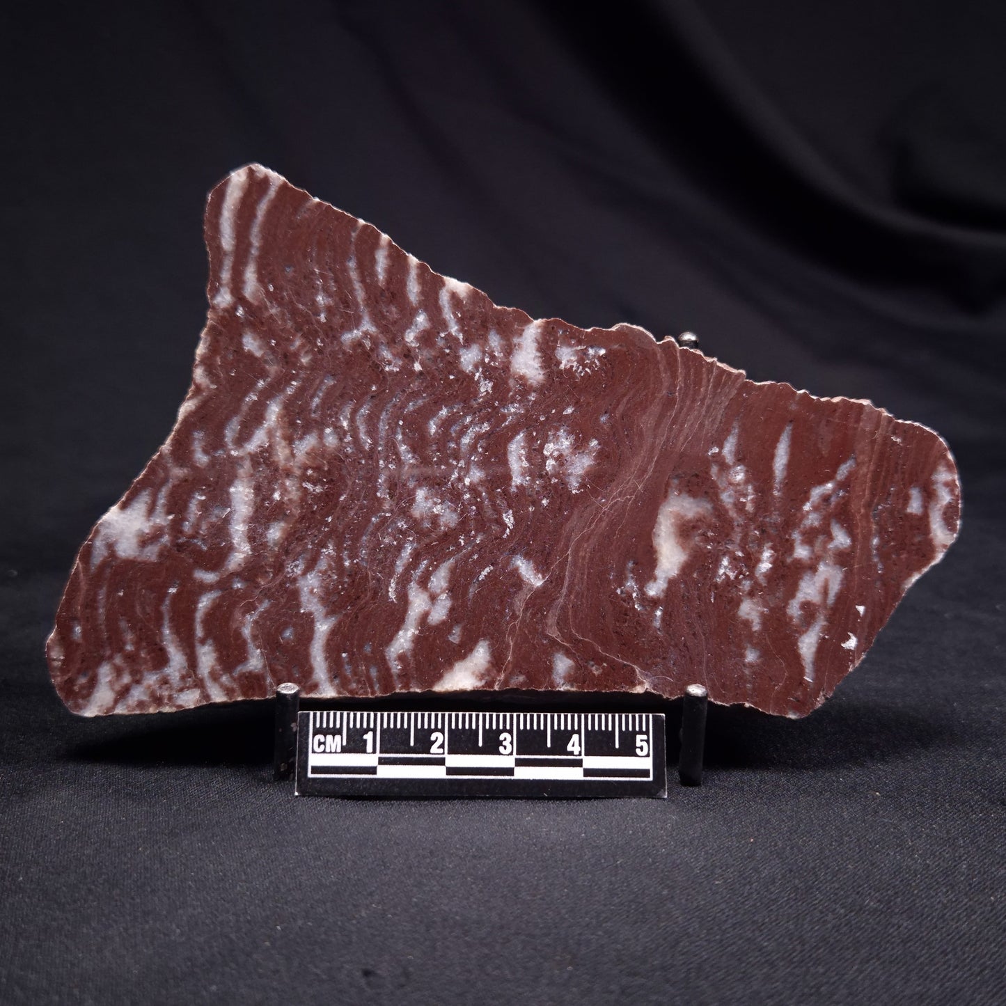 KUSSOIDELLA CF. LIMATA, Paleoproterozoic, Canada ZKL002