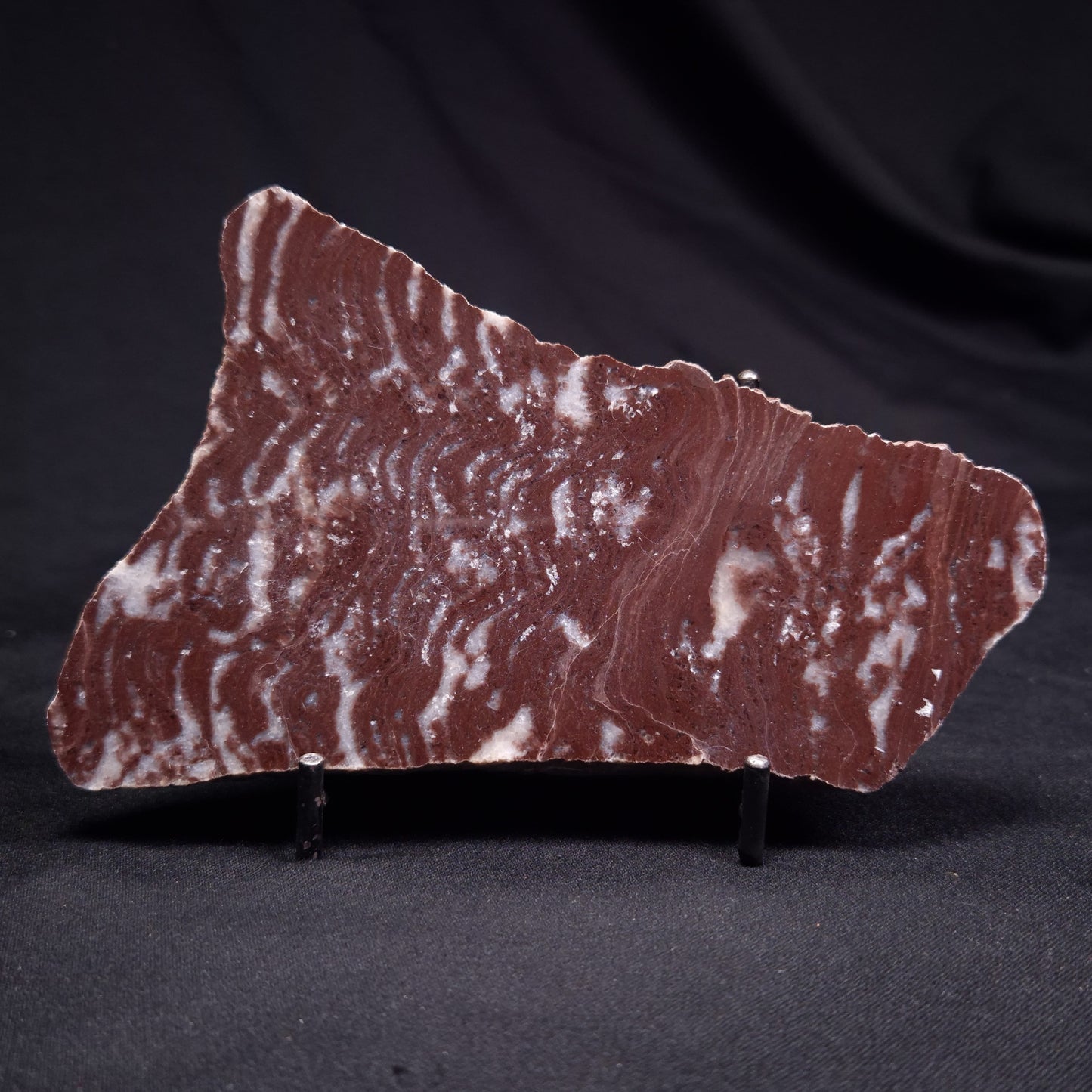 KUSSOIDELLA CF. LIMATA, Paleoproterozoic, Canada ZKL002