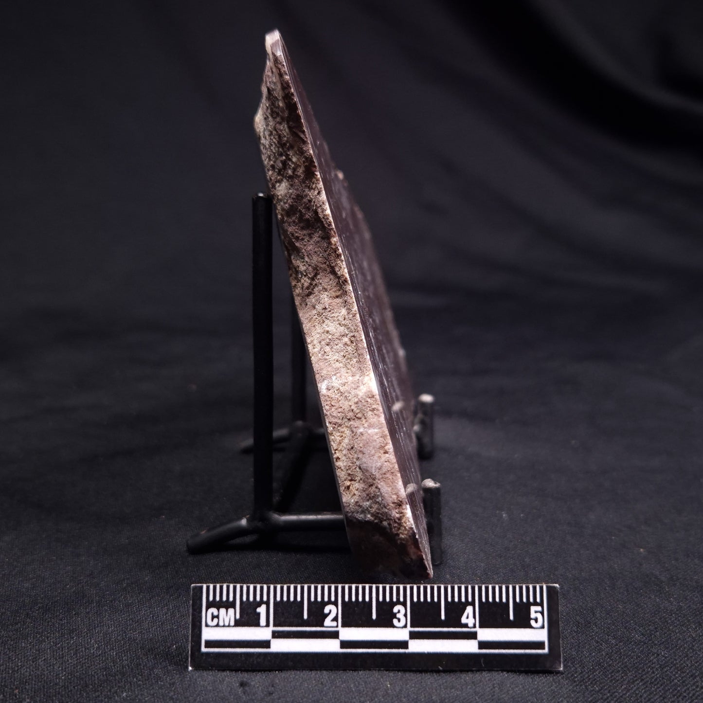 KUSSOIDELLA CF. LIMATA, Paleoproterozoic, Canada ZKL002