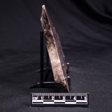 KUSSOIDELLA CF. LIMATA, Paleoproterozoic, Canada ZKL002