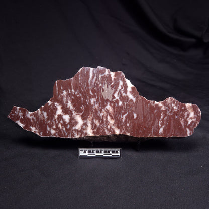 KUSSOIDELLA CF. LIMATA, Paleoproterozoic, Canada ZKL003