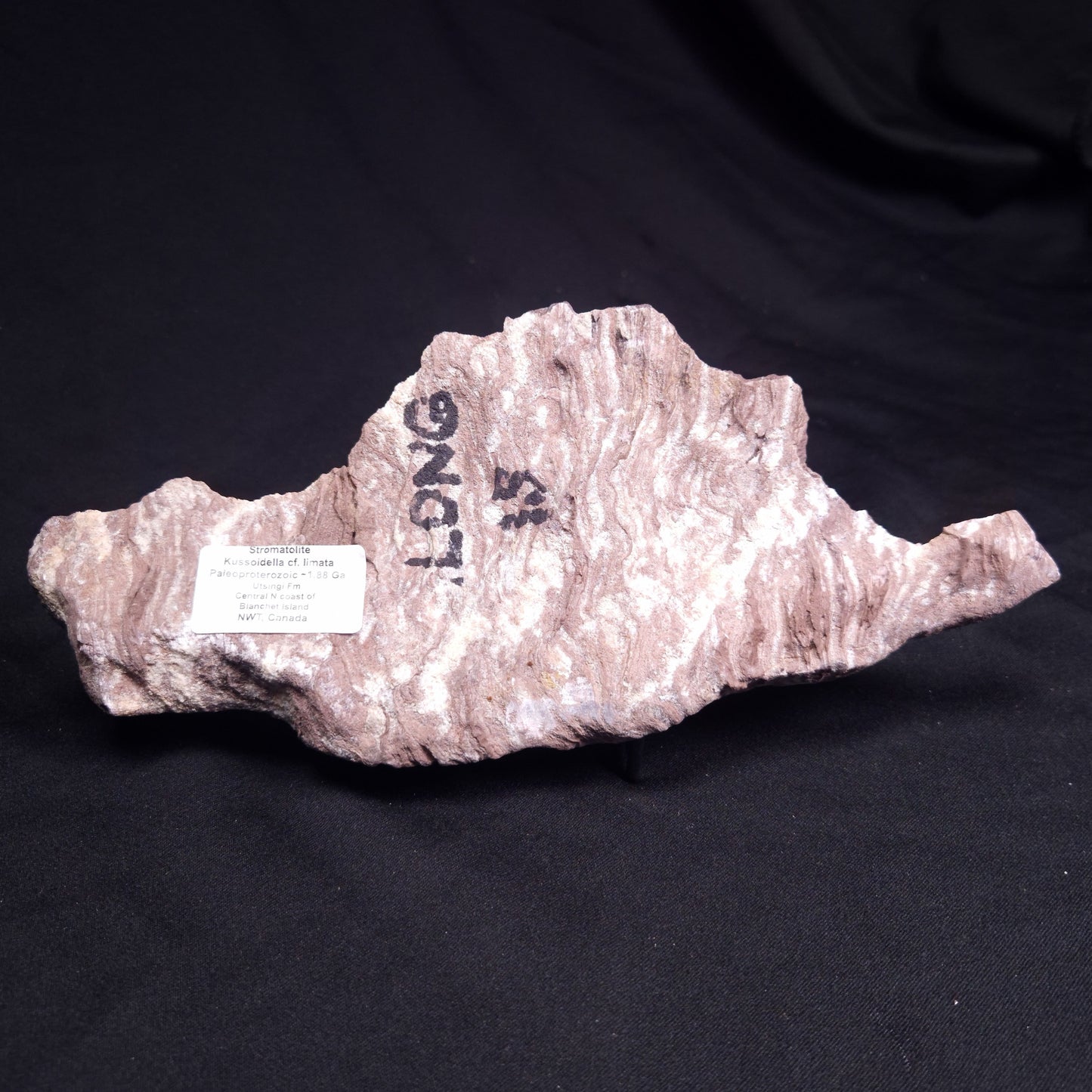 KUSSOIDELLA CF. LIMATA, Paleoproterozoic, Canada ZKL003